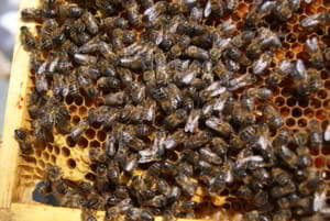 abejas a mogollón