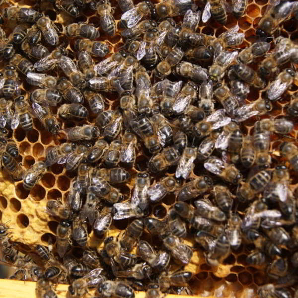 abejas a mogollón